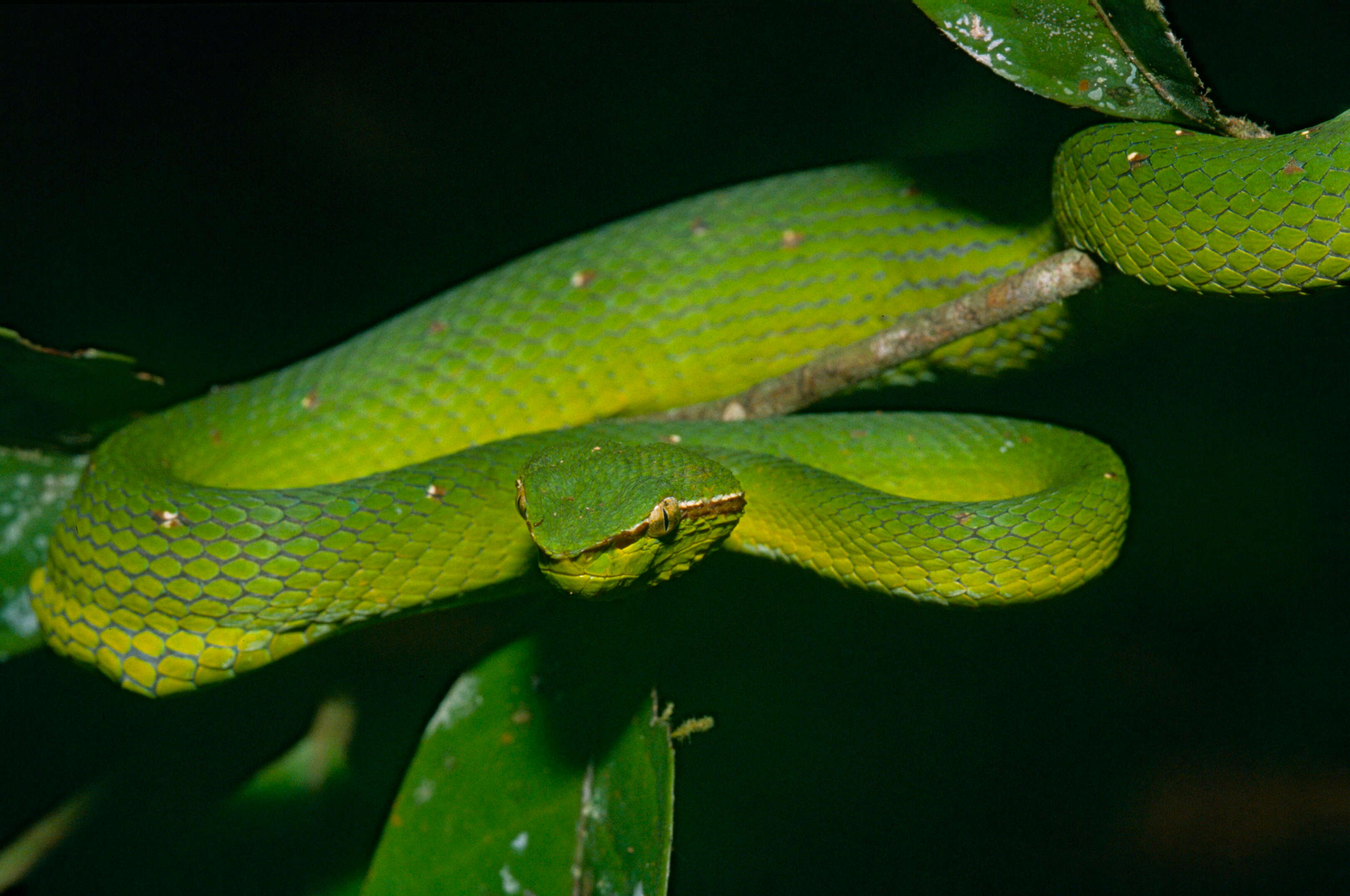 Image of Bornean Keeled Green Pit Viper