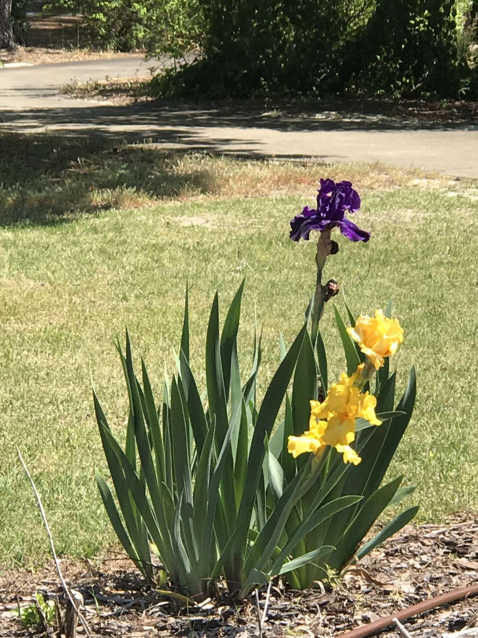 Image of German iris