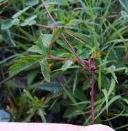 Imagem de Potentilla flagellaris Willd. ex Schltdl.