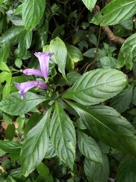 Imagem de Strobilanthes cusia (Nees) O. Kuntze