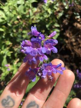 Image of serrulate penstemon