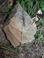 Image of Hesperantha bachmannii Baker