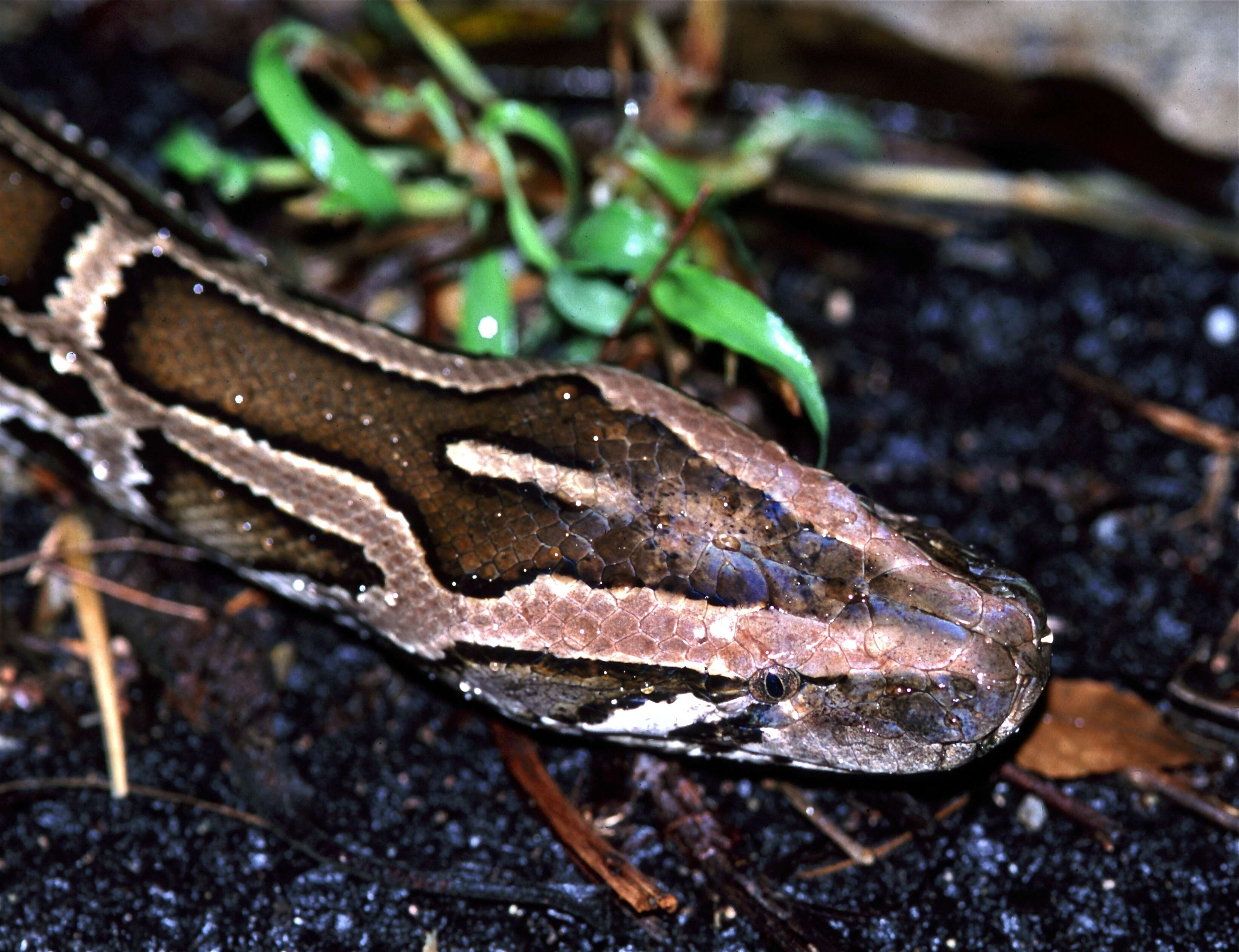 Image of Burmese python