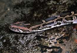 Image of Burmese python