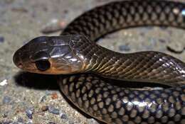 Image of Chinese Ratsnake