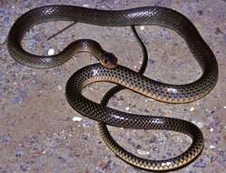 Image of Chinese Ratsnake