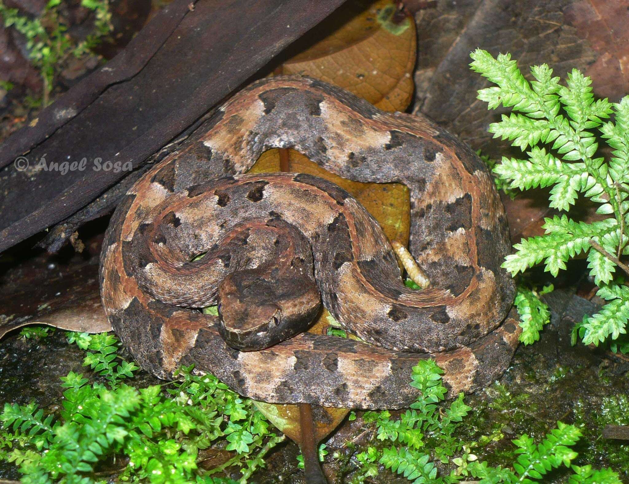 Image of Hognosed Pit Viper