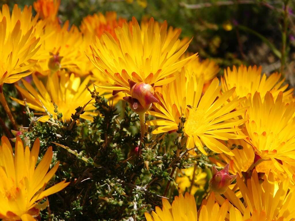 Imagem de Drosanthemum flavum (Haw.) Schwant.