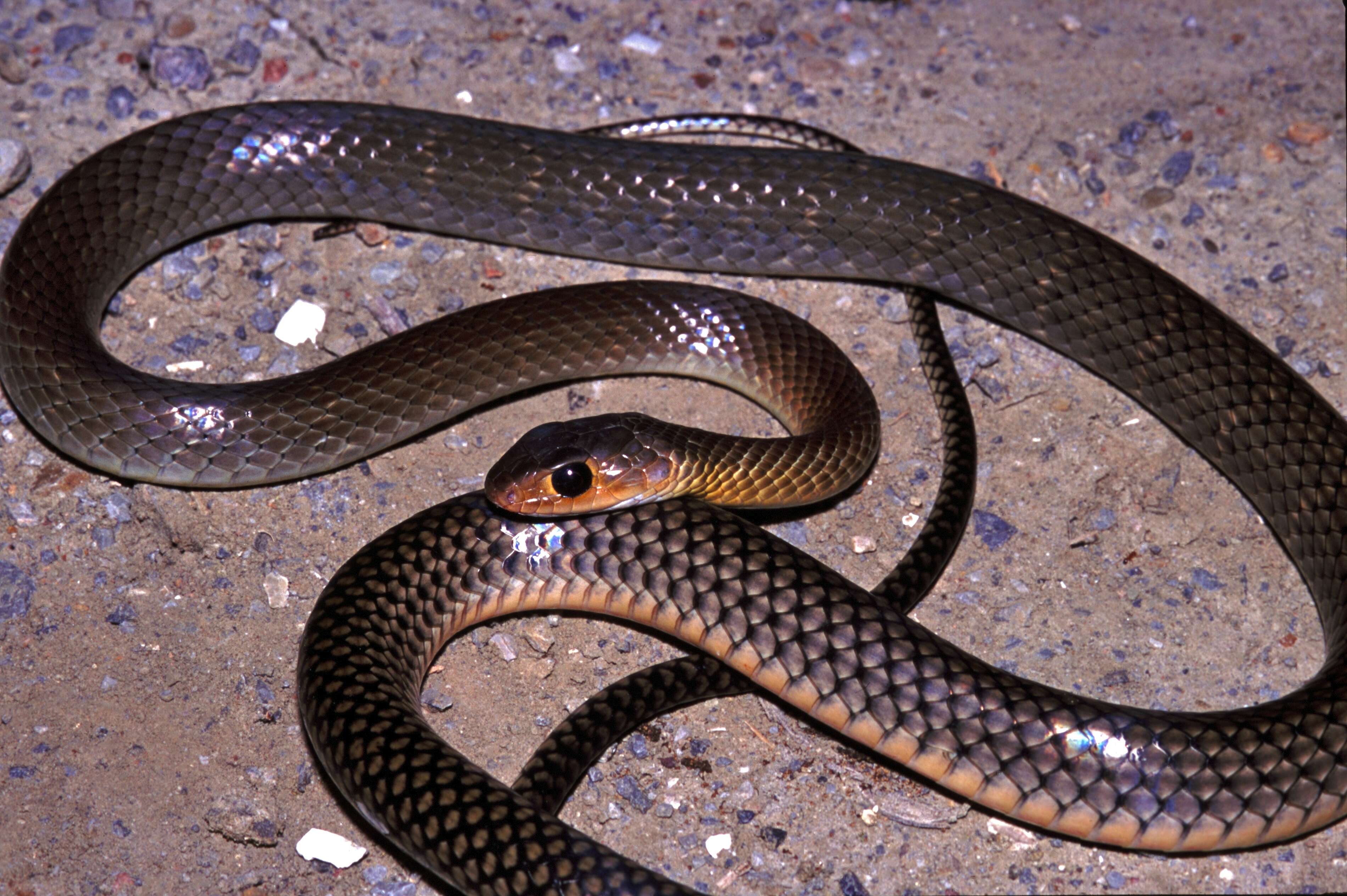 Image of Chinese Ratsnake