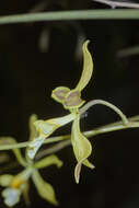 Plancia ëd Encyclia adenocarpa (Lex.) Schltr.