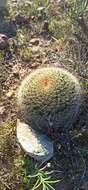 Image de Mammillaria brandegeei subsp. brandegeei