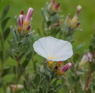 Sivun Convolvulus cneorum L. kuva