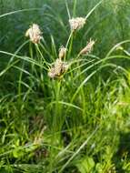 Imagem de Bolboschoenus laticarpus Marhold, Hroudová, Duchácek & Zákr.