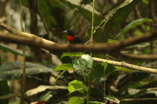 Image of Blue-billed Malimbe