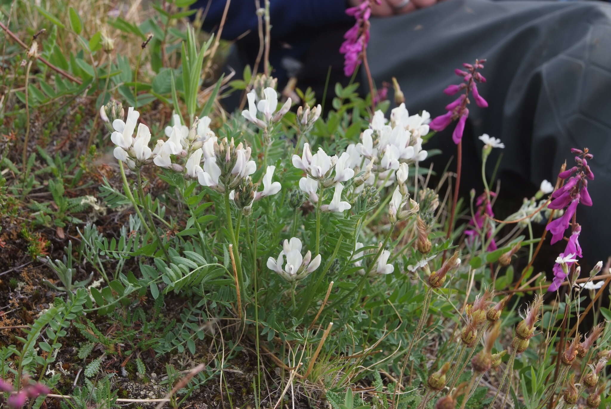 Sivun Oxytropis sordida kuva