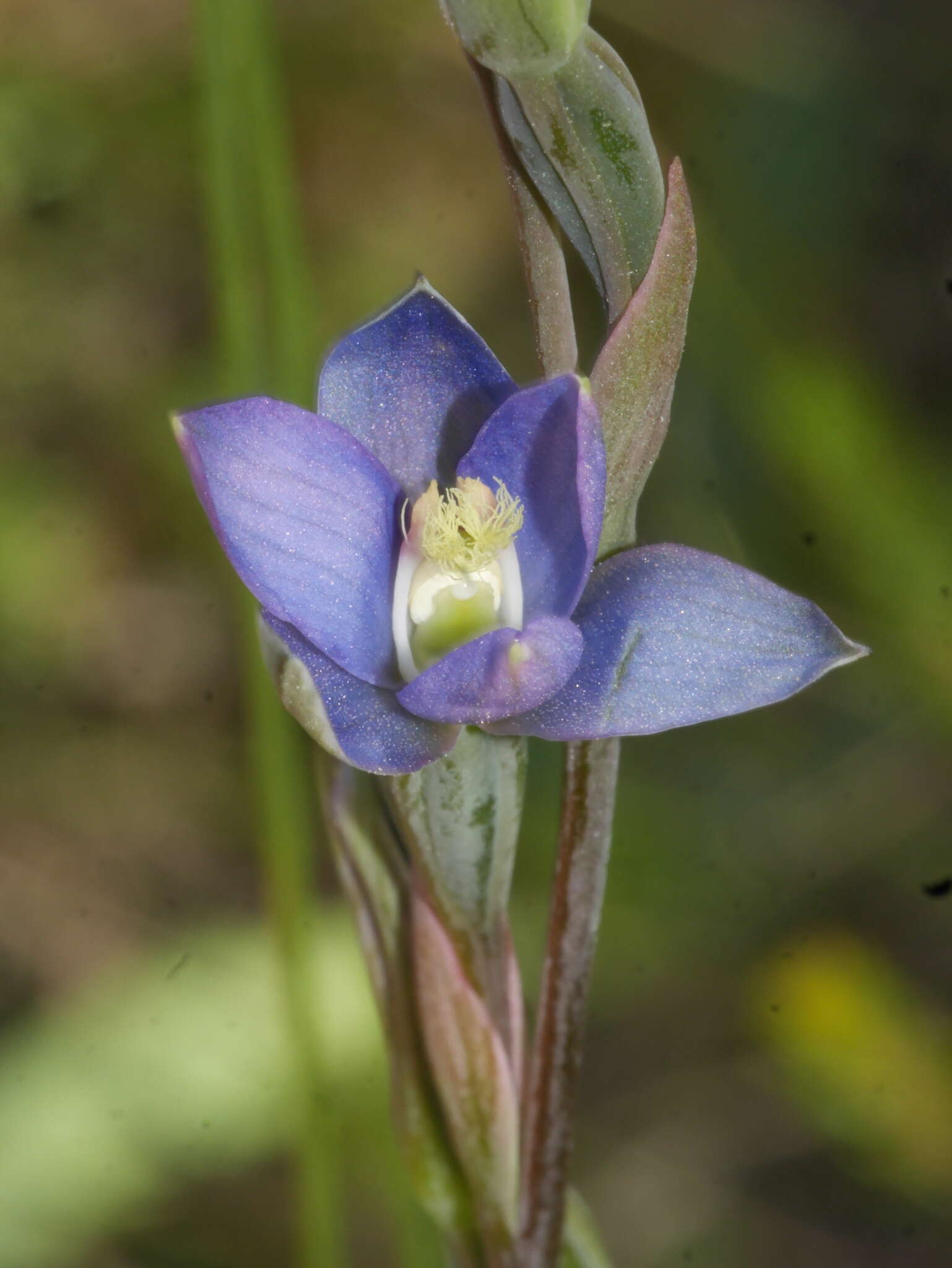 Image of Sun orchid