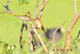 Image of Lesser Swamp Warbler