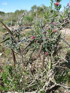 Image of Microloma sagittatum (L.) R. Br.