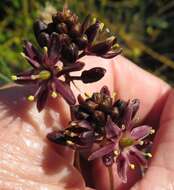 Image of Drimia salteri (Compton) J. C. Manning & Goldblatt