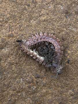 Image of Pseudopolydesmus pinetorum (Bollman 1888)