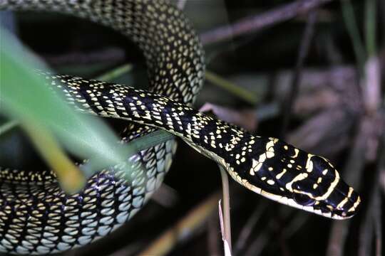 Image of Ornate Flying Snake