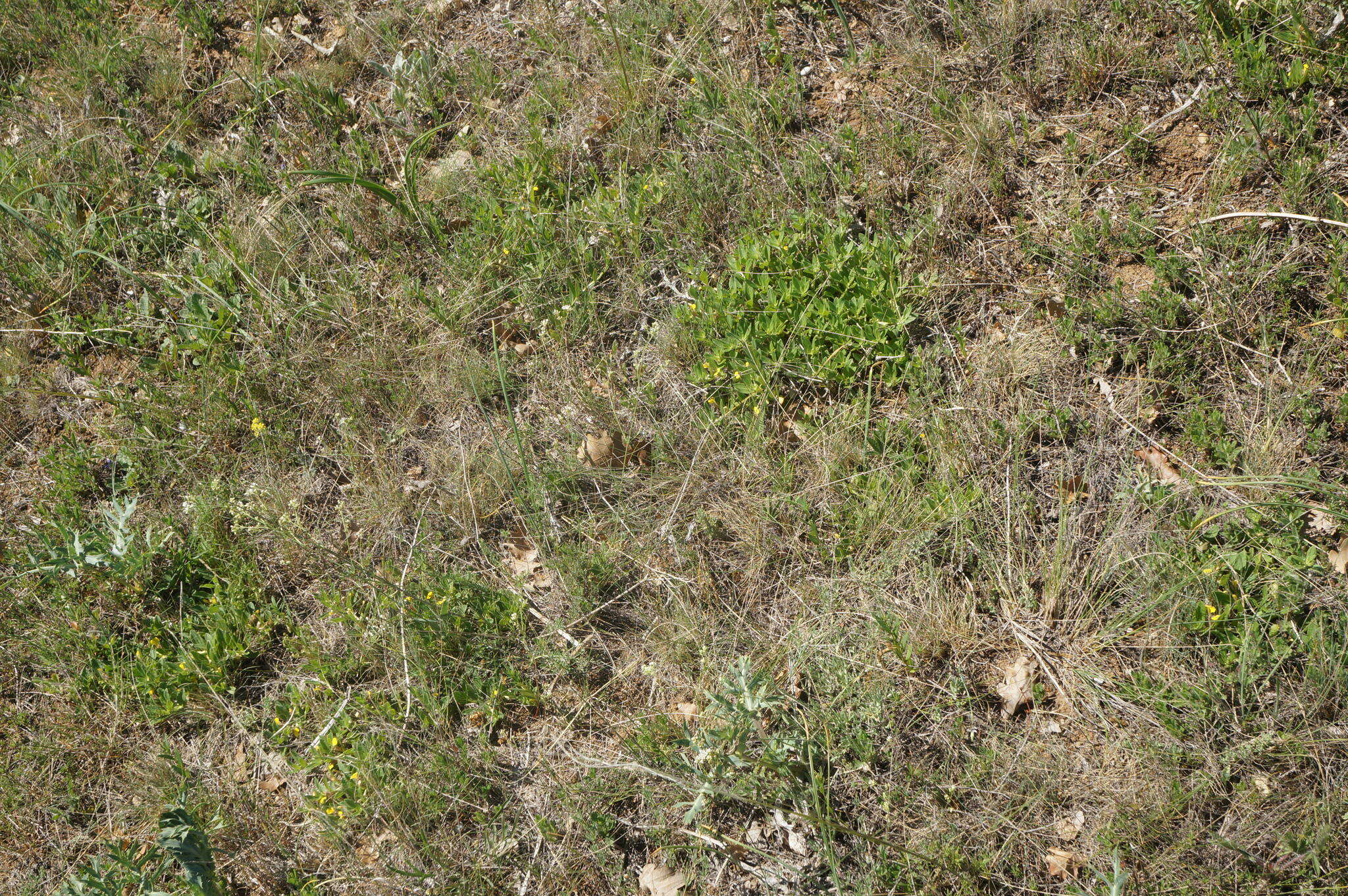 Image of Ajuga salicifolia (L.) Schreb.