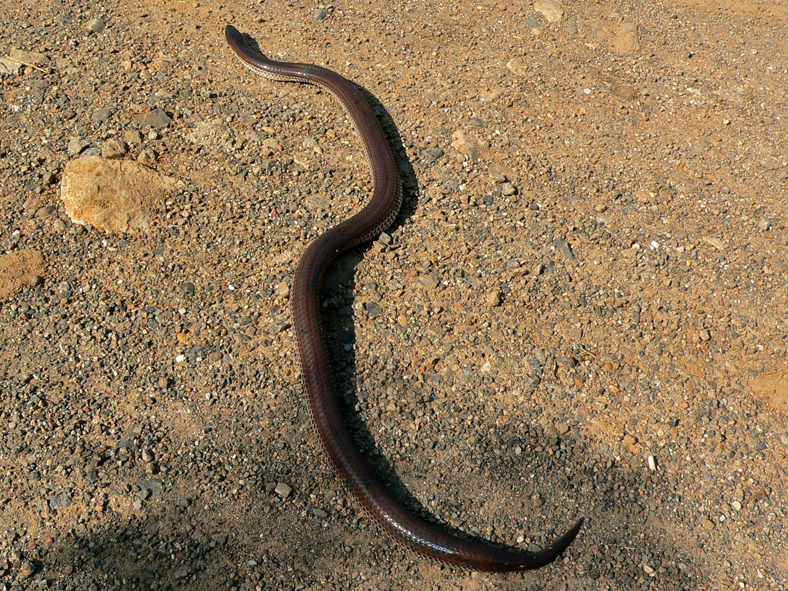 Image of sunbeam snakes