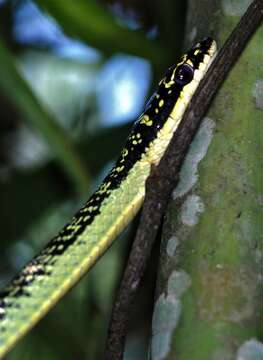 Image of Ornate Flying Snake