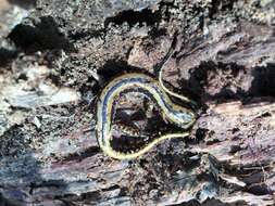 Image of Three-lined Salamander