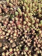 Imagem de Sedum nuttalianum Rafin.