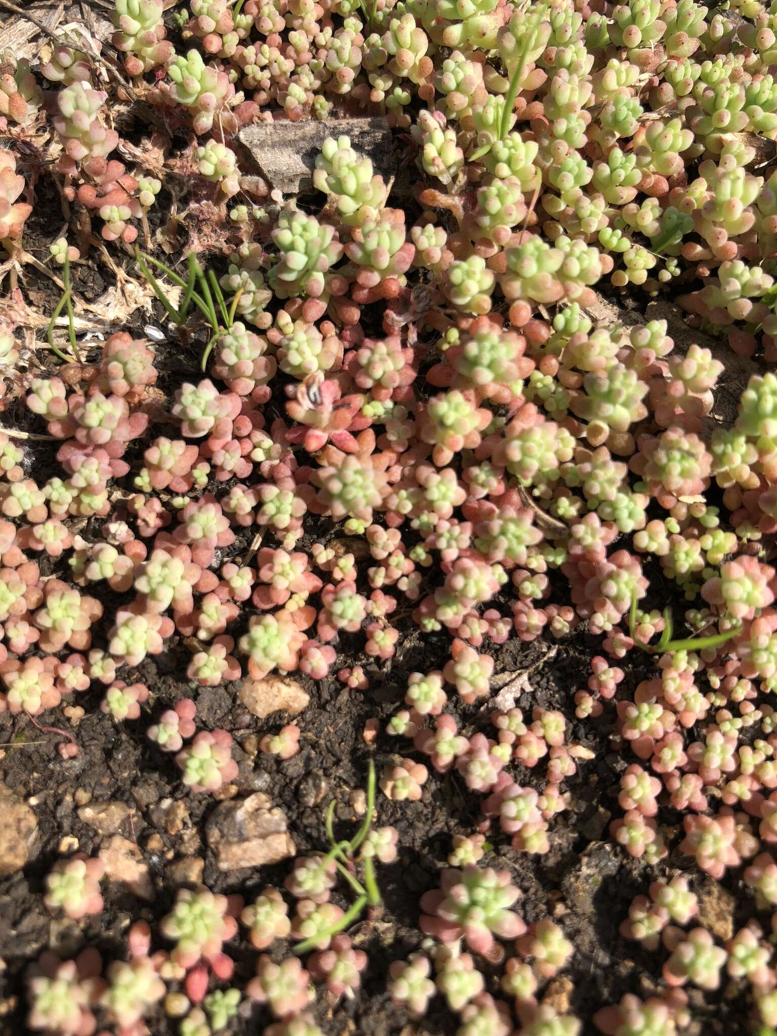 Imagem de Sedum nuttalianum Rafin.