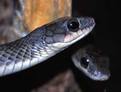 Image of Chinese Ratsnake