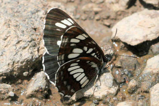 Image de Neptis rivularis ludmilla Nordmann 1851