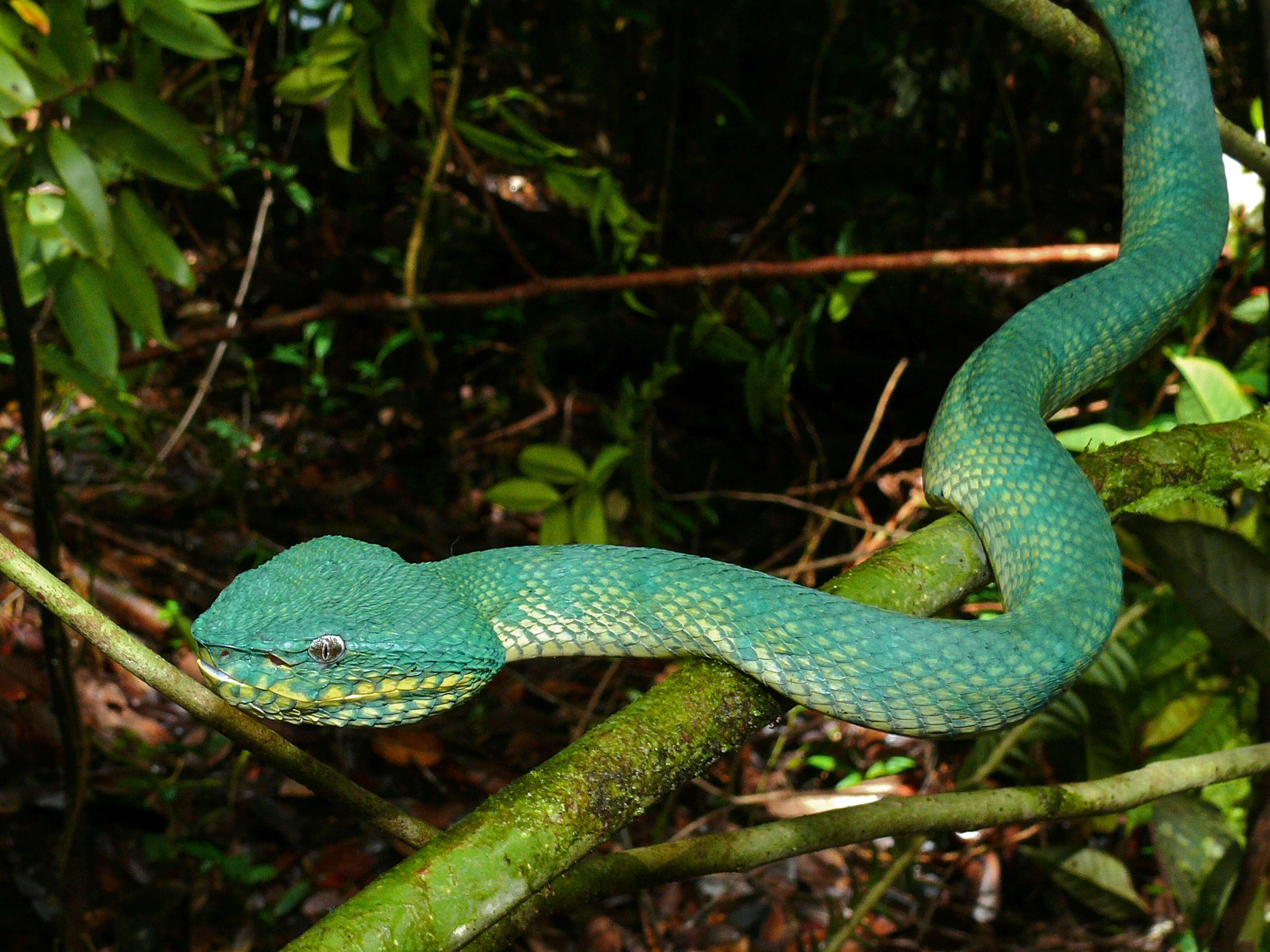 Image of Bornean Keeled Green Pit Viper