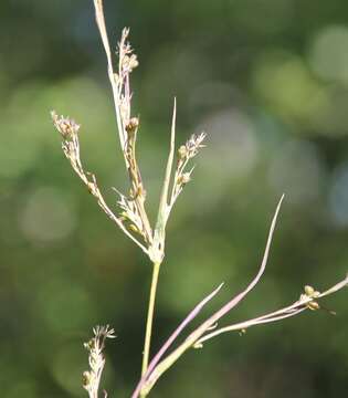 Image of Bupleurum affine Sadler