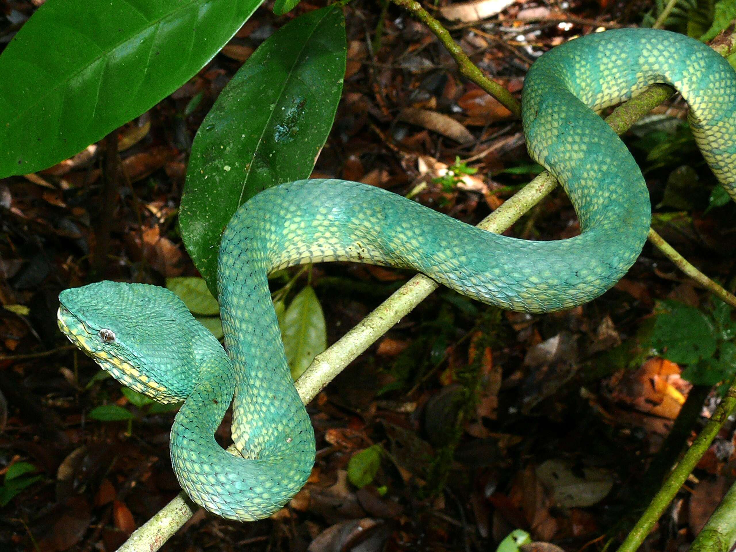 Image of Bornean Keeled Green Pit Viper