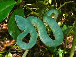 Image of Bornean Keeled Green Pit Viper