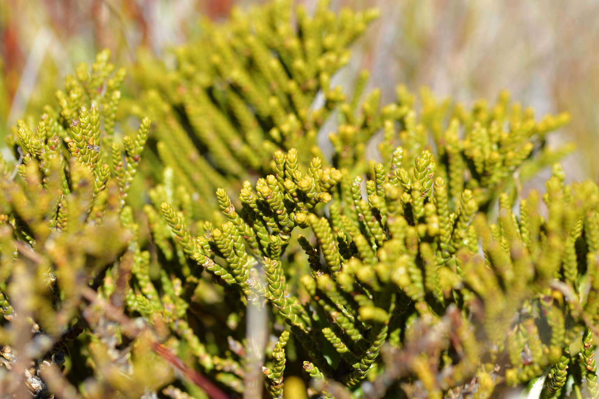 Imagem de Veronica tetragona subsp. tetragona