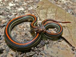 Image of Eight-lined Kukri Snake
