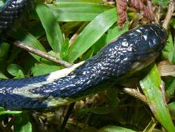 Image of Golden Spitting Cobra