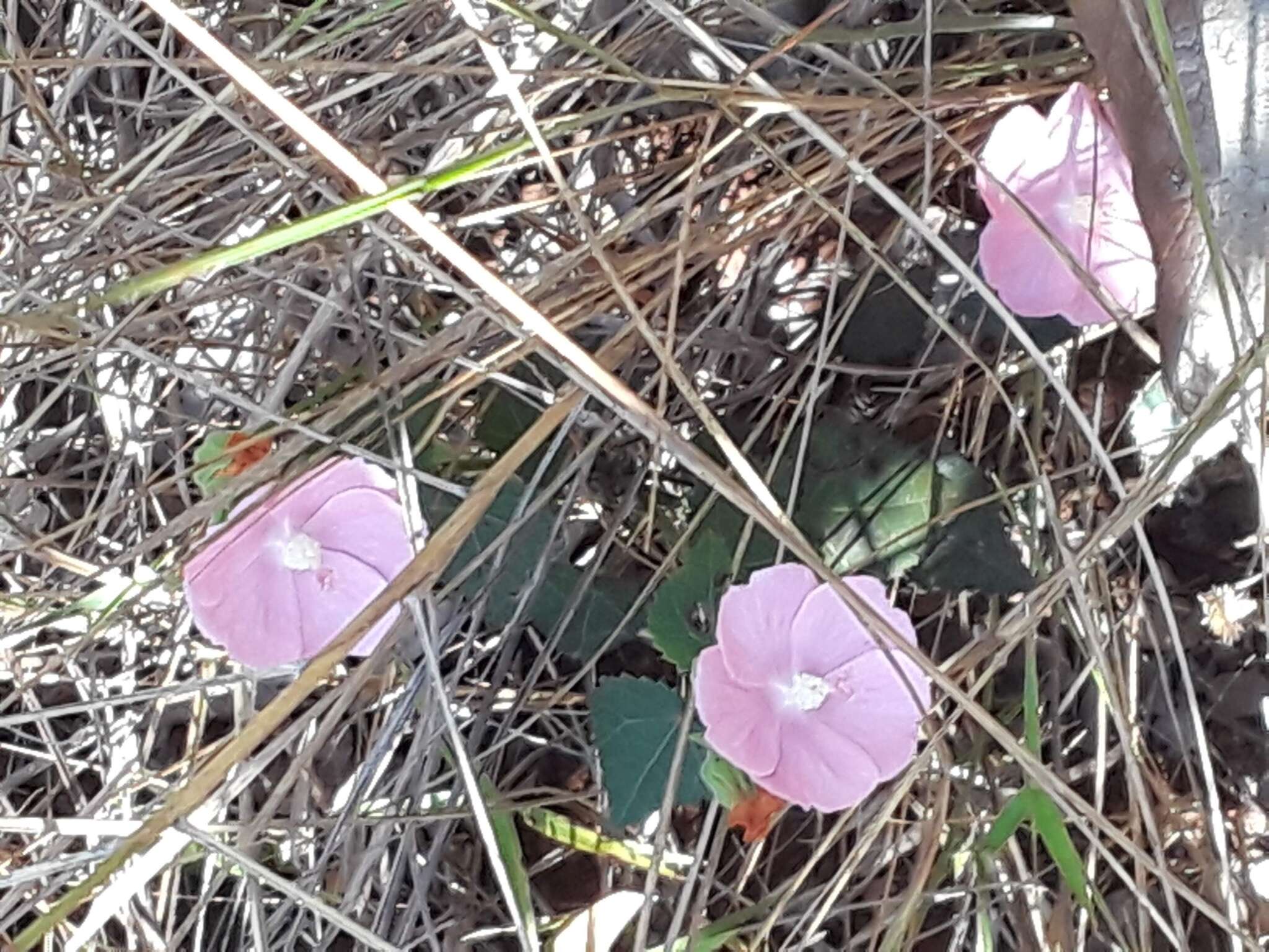 Image of Pavonia rosa-campestris A. St.-Hil.