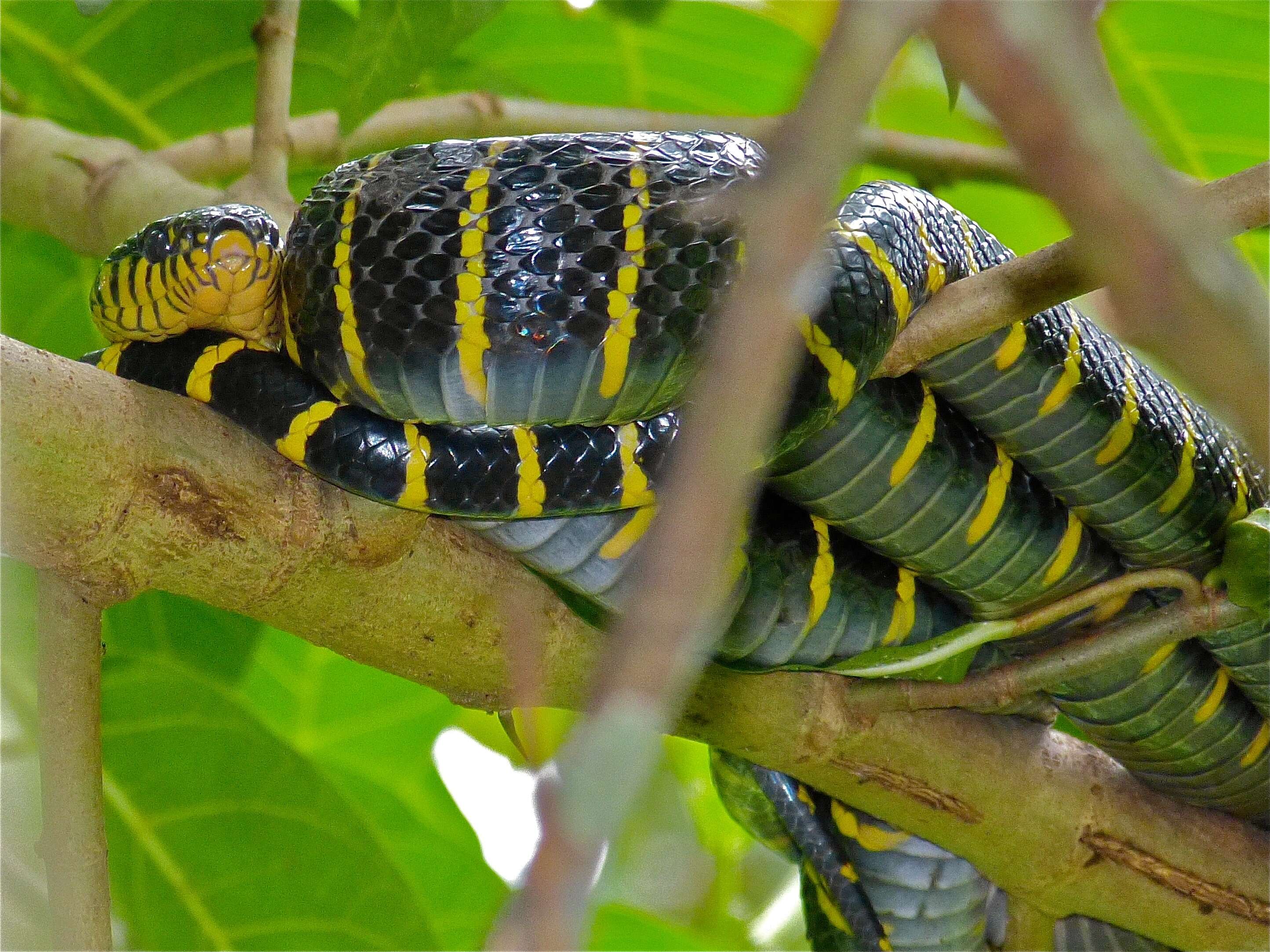 Image of Gold-ringed Cat snake