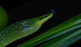 Image of Arboreal Rat Snake