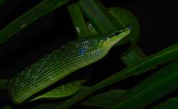 Image of Arboreal Rat Snake