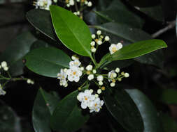 Image of Small-leaved holly