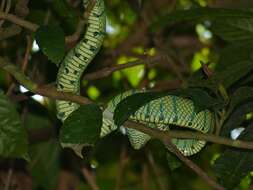 Image of Bornean Keeled Green Pit Viper