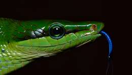 Image of Arboreal Rat Snake