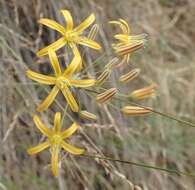 Слика од Bloomeria crocea var. aurea (Kellogg) Ingram