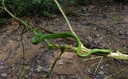 Image of Arboreal Rat Snake