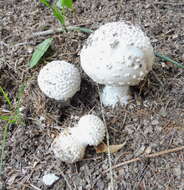 صورة Amanita echinocephala (Vittad.) Quél. 1872